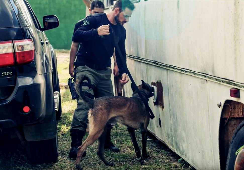 Cães e policiais civis atuam juntos contra a criminalidade